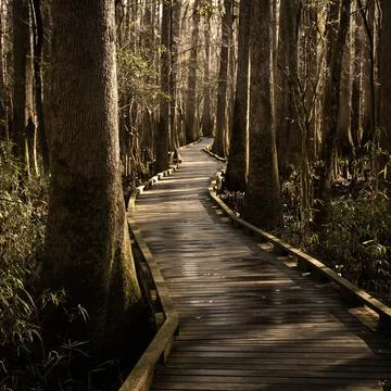 Empty Boardwalk Cutting Through The Marsh in Congaree Foto stock