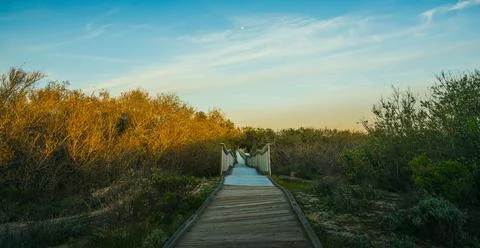 Empty boardwalk leading to distant through tree woods. Forest trekking hike.. Stock Photos