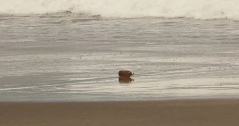 Empty Bottle in the Beach Stock Footage 279141862