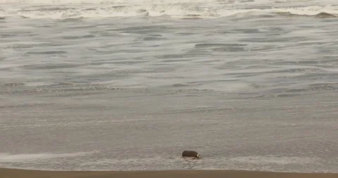 Empty Bottle in the Beach Stock Footage 279154789