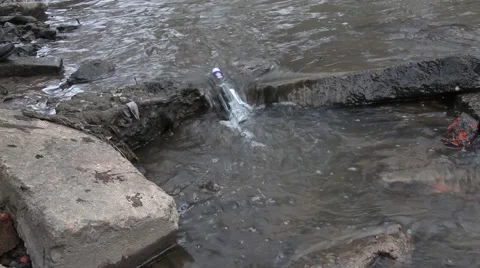 Empty bottle float in the water of city river Stock Footage 59947326