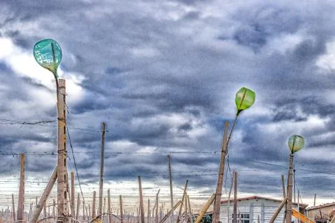 Empty bottles on rows of vines Stock Photos