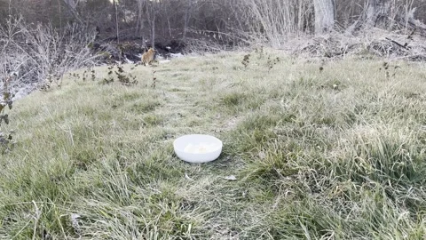 Empty Bowl on Grass with Cat in Background Stock Footage 344601329