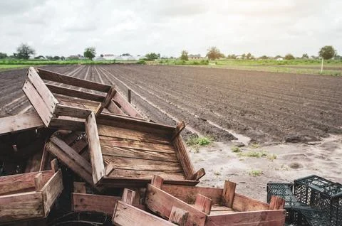 Empty boxes on background of a potato planted field. Completion of the pota.. Stock Photos