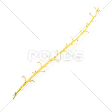 Empty branch of Red Currant isolated over white background Stock Photos