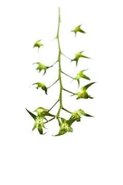 Empty branch of tomatoes isolated background backdrop Foto stock