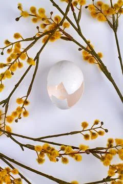 Empty broken egg and willow catkin branches. Stock Photos