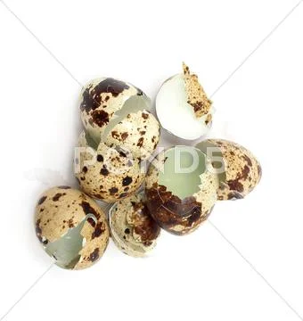 Empty broken quail egg shells Stock Photos