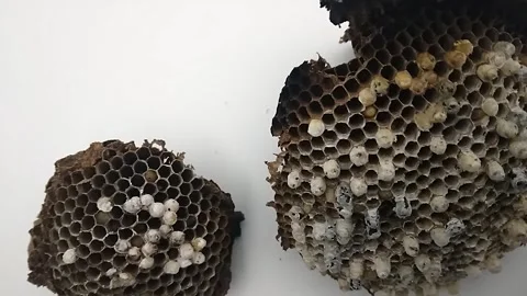 Empty Broken Wasp Nests Isolated on White Background. Stock Footage 296240342