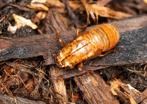 Empty Brood X Cicada Exoskeleton Stock Photos