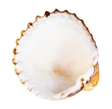 Empty brown shell of cockle isolated on white Stock Photos