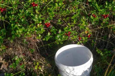 An empty bucket stands under the bright bushes of red cranberries before coll Stock Photos