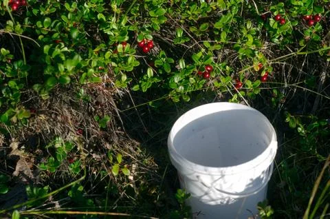 An empty bucket stands under the bright bushes of red cranberries before coll Stock Photos