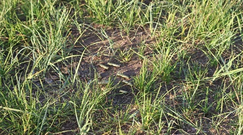 Empty bullet shells landind in the dirt Stock Footage 24684370