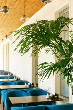 Empty cafe blue interior and indoor palm tree Stock Photos