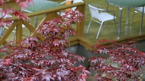 Empty cafe in the rainy weather. Stock Footage 6355555