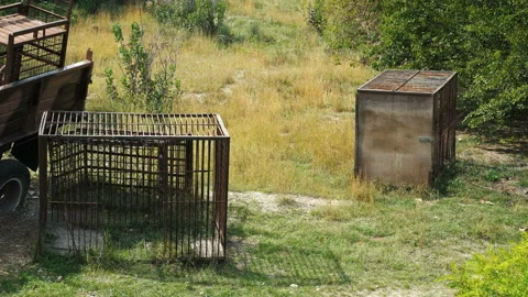 Empty cages for the transport of animals. Stockbeeldmateriaal 99062261
