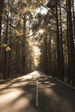 An empty calm road passing through forest full of beautiful trees - concewpt  Foto stock