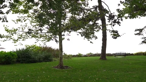 An empty chair under the shadow of a lush green tree. Stockbeeldmateriaal 313318483