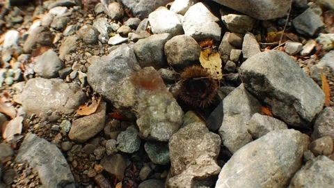 Empty chestnut shells left cut open by rodents in Japan Stock Footage 164131030