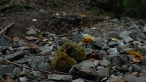 Empty chestnut shells left cut open by rodents in Japan Stock Footage 164131033