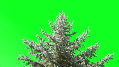 Empty Christmas or Fir Tree on Green Screen Chromakey Background. 4K Stock Footage 81719330