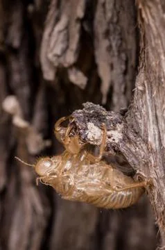 Empty chrysalis cicada Foto stock