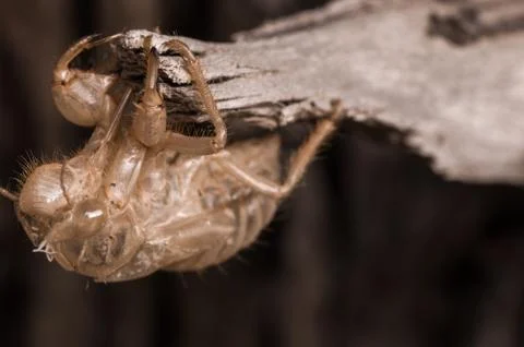 Empty chrysalis cicada Stock Photos