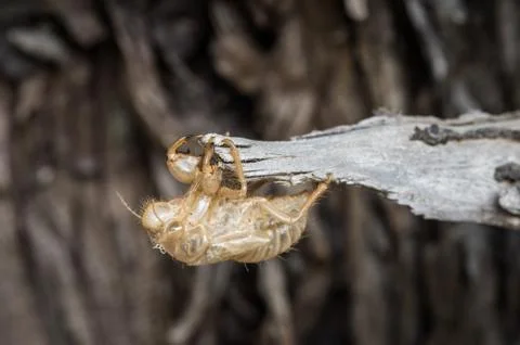 Empty chrysalis cicada Stock Photos