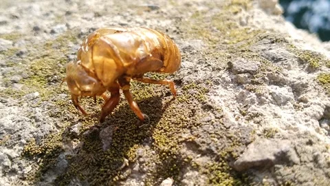 Empty cicada exoskeleton shell left behind on a tree bark Stock Footage 339377502