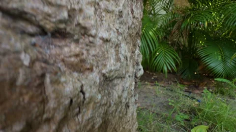 Empty Cicada Shell Attached to Tree Bark in Lush Tropical Surroundings, Close Up Stock Footage 331431819