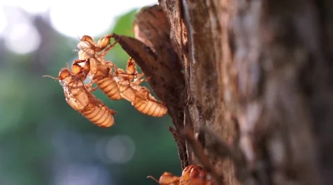 Empty cicada shell Video stock 68361415