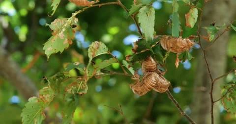 Empty Cicada Shells Clinging to Leaves and Twigs Vídeos de archivo 307370264
