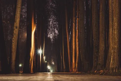 Empty city park path at night, bare trees and street lights, moody autumn lan Stock Photos