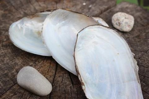 Empty clam shells Stock Photos