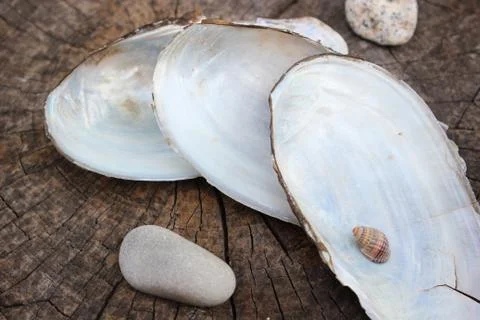 Empty clam shells Stock Photos