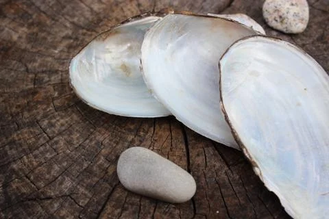 Empty clam shells Stock Photos