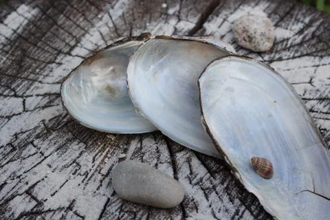 Empty clam shells Stock Photos