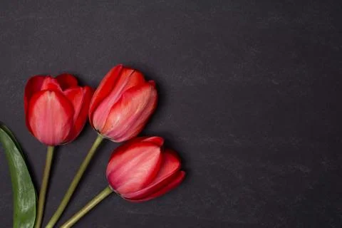 Empty clean black chalkboard with red tulips. Top view Stock Photos