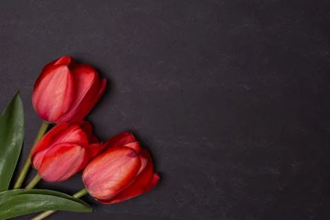 Empty clean black chalkboard with red tulips Stock Photos