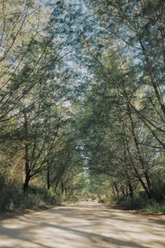 Empty clean forest driveway with high trees Stockfoto's