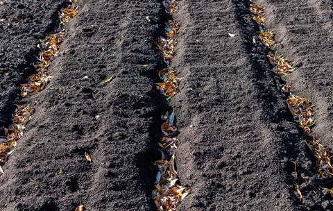 Empty cleaned bed without vegetation in autumn Foto stock