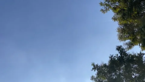 Empty clear blue sky and tree with empty text space landscape view. Nature Stock Footage 250985301