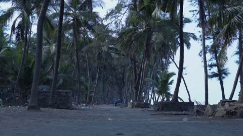 Empty Coastal Road Surrounded by Palm Trees at Dawn Vidéo 337014047