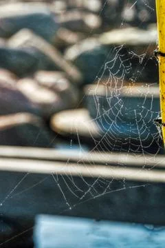 An empty cobweb with dew drops. The spider mesh or web conveys peril and menace Foto stock