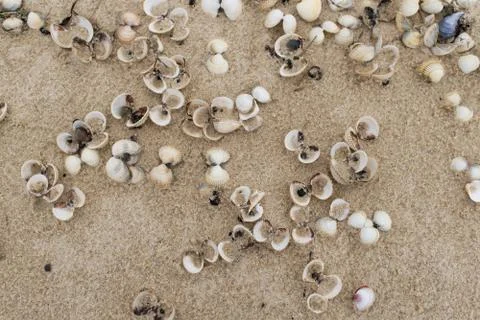 Empty cockle shells on a beach Stock Photos