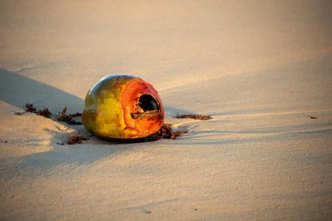 Empty coconut on the beach Stock Photos