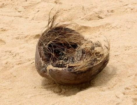 Empty coconut shell on a sandy beach, close - up view 写真素材