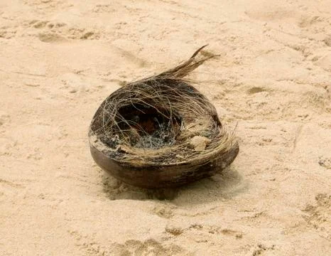 Empty coconut shell on a sandy beach, close - up view Stock Photos