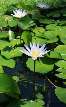 Empty coconut shell on a sandy beach, close - up view Stock Photos